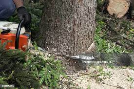Best Tree Health Inspection  in Centerville, IA