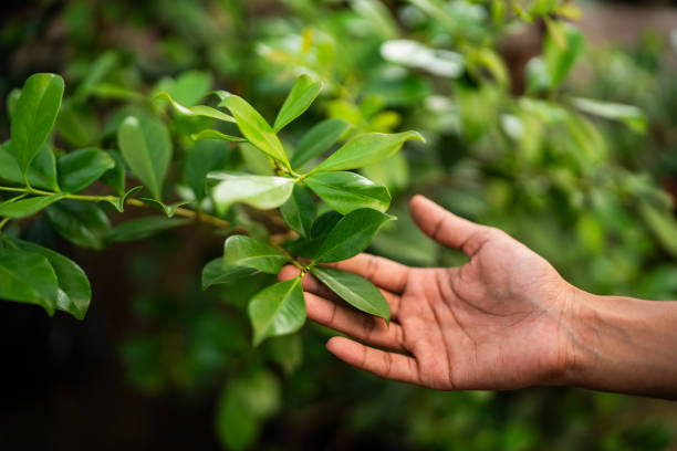 Best Tree Maintenance Programs  in Centerville, IA