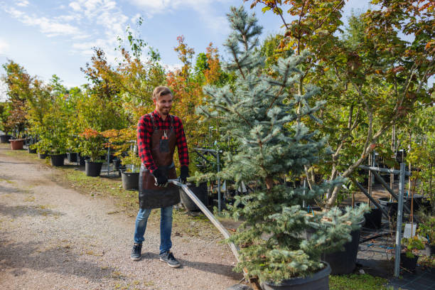 Best Storm Damage Tree Cleanup  in Centerville, IA